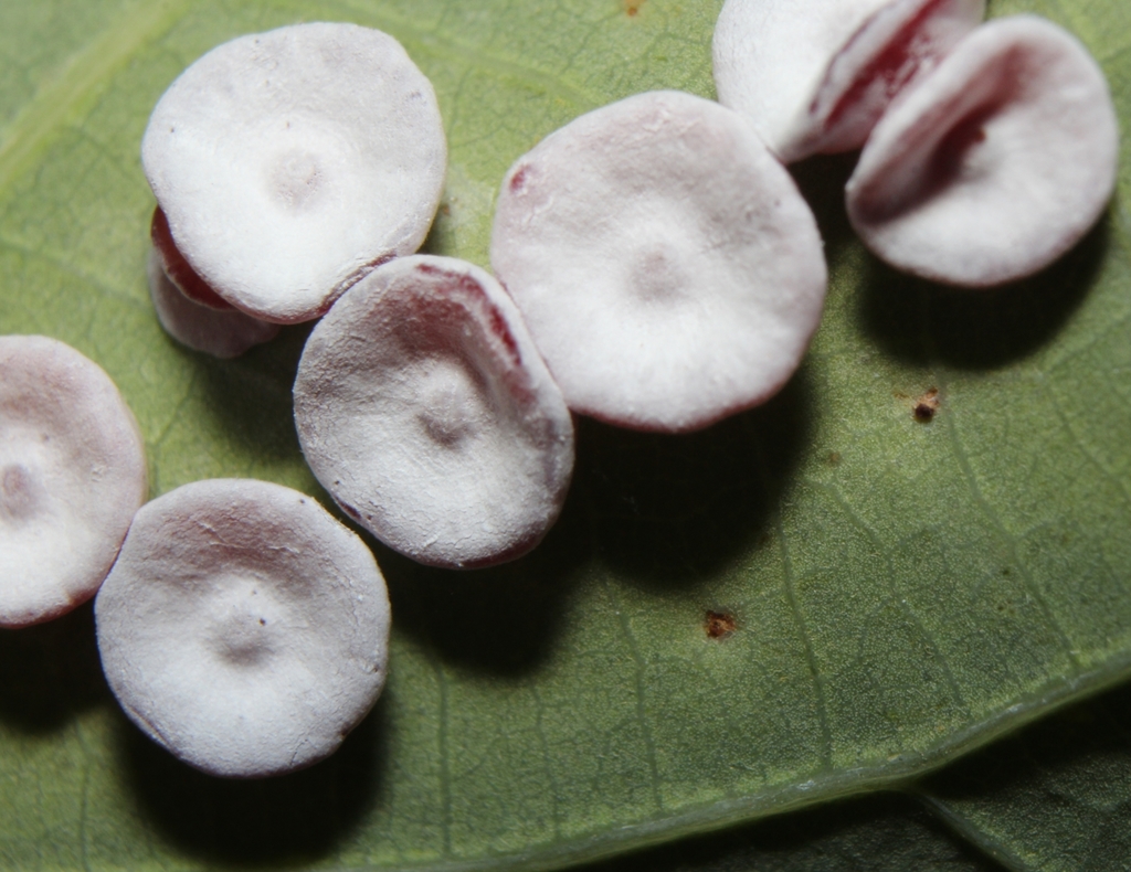 Phylloteras poculum