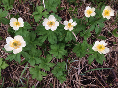 Trollius laxus