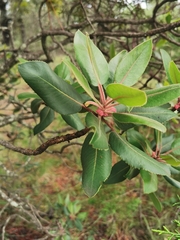 Arbutus tessellata