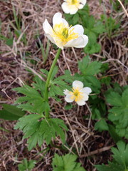 Trollius laxus