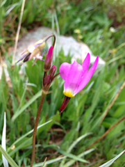 Dodecatheon