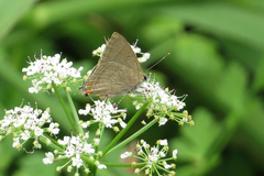 Badecla argentinensis