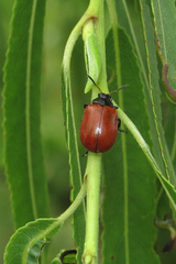 Plagiodera erythroptera