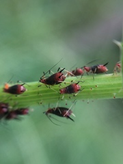 Uroleucon formosanum