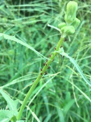 Uroleucon formosanum