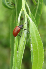 Plagiodera erythroptera