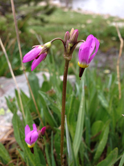 Dodecatheon