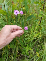 Phlox glaberrima interior