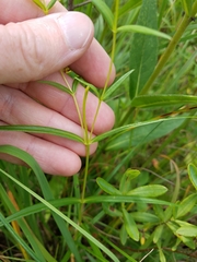 Phlox glaberrima interior