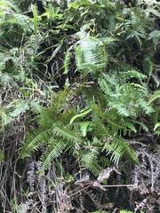 Dicranopteris pedata