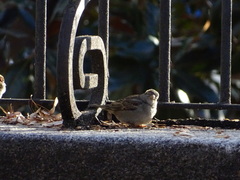 Passer domesticus