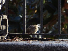 Passer domesticus