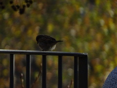 Passer domesticus