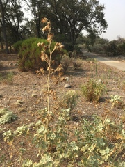 Malacothamnus fremontii cercophorus