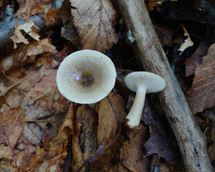 Lactarius griseus