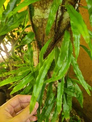 Microgramma lycopodioides