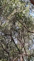 Rhipidura albiscapa
