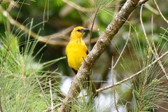 Icterus