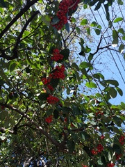 Cotoneaster glaucophyllus