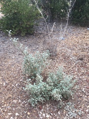 Malacothamnus arcuatus