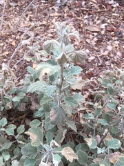 Malacothamnus arcuatus