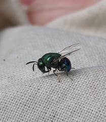 Perilampidae