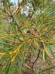 Banksia spinulosa