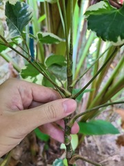 Polyscias scutellaria