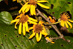 Ligularia dentata