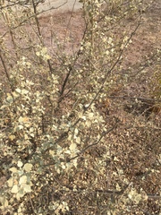 Malacothamnus jonesii