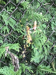 Trichonephila clavata