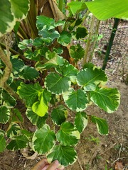 Polyscias scutellaria