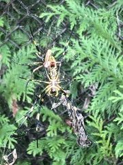 Trichonephila clavata