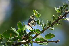 Chlosyne ehrenbergii
