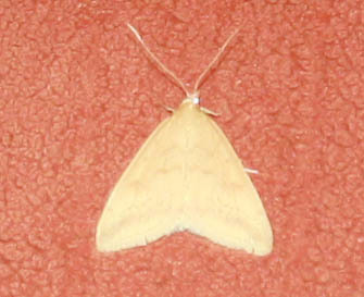 iNaturalist observation photo of Mint Moths