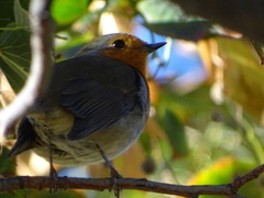 Erithacus rubecula