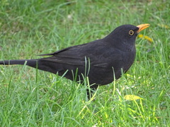 Turdus merula