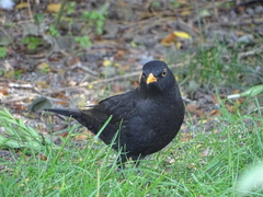 Turdus merula