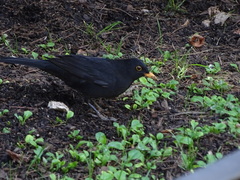 Turdus merula