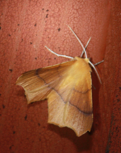 iNaturalist observation photo of Elegant Thorn