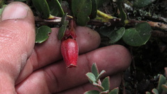 Plutarchia guascensis