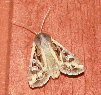 iNaturalist observation photo of Euxoa
