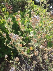 Malacothamnus lucianus