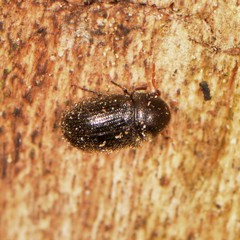 Sculptotheca puberula