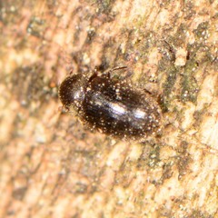 Sculptotheca puberula