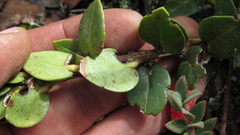 Plutarchia guascensis