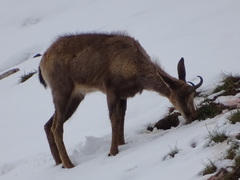Rupicapra pyrenaica parva