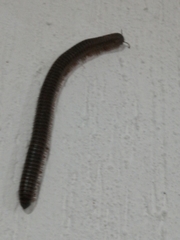 Rhinocricidae