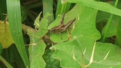 Shirakiacris shirakii