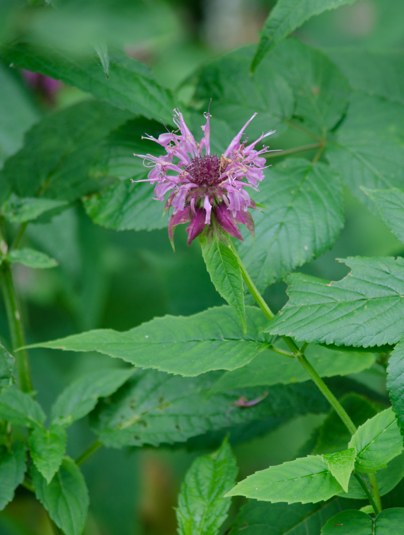 Monarda fistulosa var. rubra